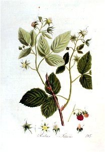 Rubus idaeus — Flora Batava — Volume v2