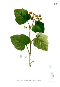 Rubus moluccanus Blanco2.393