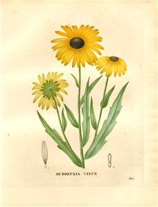 Rudbeckia hirta - 001x. Free illustration for personal and commercial use.