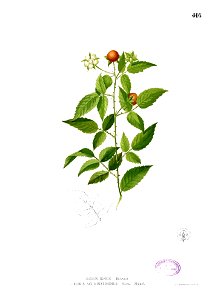 Rubus acuminatissimus Blanco2.416