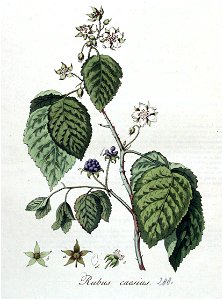 Rubus caesius — Flora Batava — Volume v4