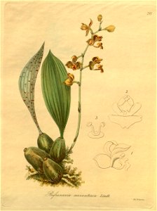 Rudolfiella (Bifrenaria) aurantiaca - Xenia vol. 3 (1900) pl. 281