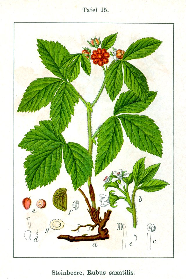 Rubus saxatilis Sturm15