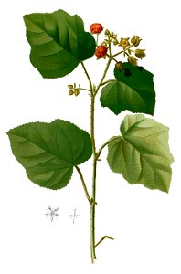 Rubus moluccanus Blanco2.393-cropped