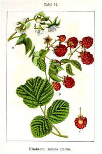 Rubus idaeus Sturm08014