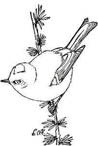 Ruby-crowned Kinglet-MBS 33