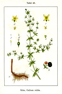 Rubia tinctorum Sturm12048