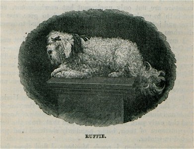 Ruffie - Bennet James Henry M - 1875