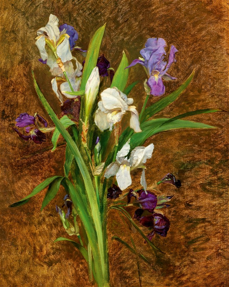 Rudolf Ribarz Schwertlilien