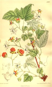 Rubus koehneanus 135-8246