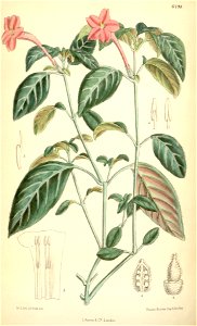 Ruellia portellae Bot.. Mag. 106. 6498. 1880
