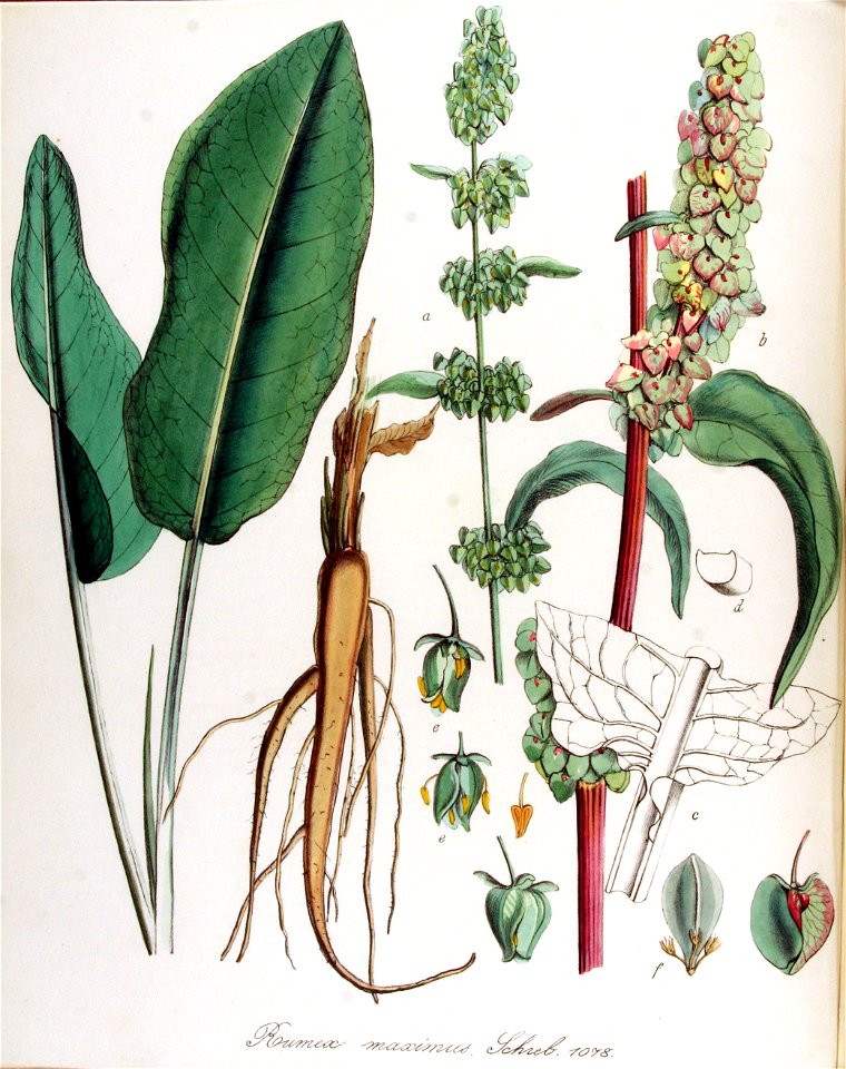 Rumex maximus — Flora Batava — Volume v14