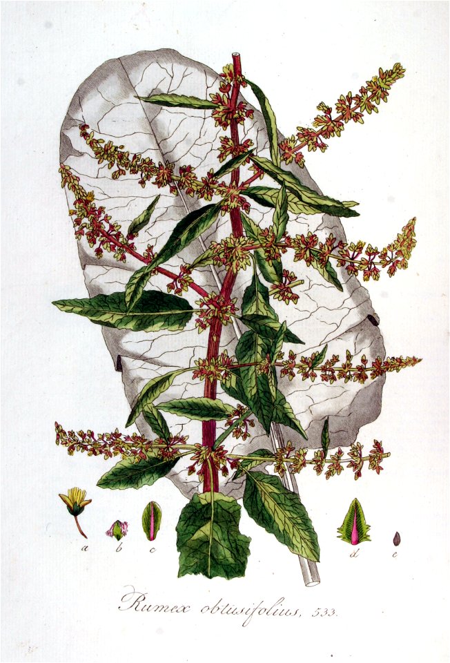 Rumex obtusifolius — Flora Batava — Volume v7