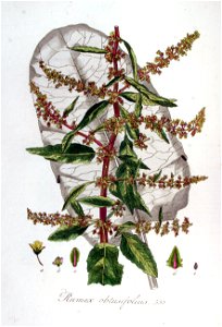 Rumex obtusifolius — Flora Batava — Volume v7. Free illustration for personal and commercial use.