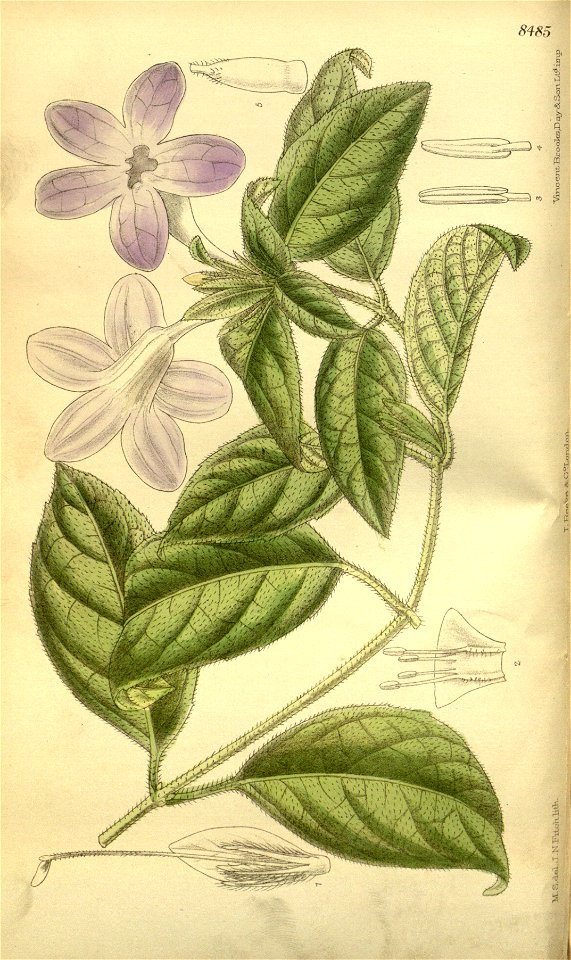 Ruellia harveyana 139-8485