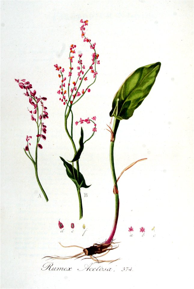 Rumex acetosa — Flora Batava — Volume v5