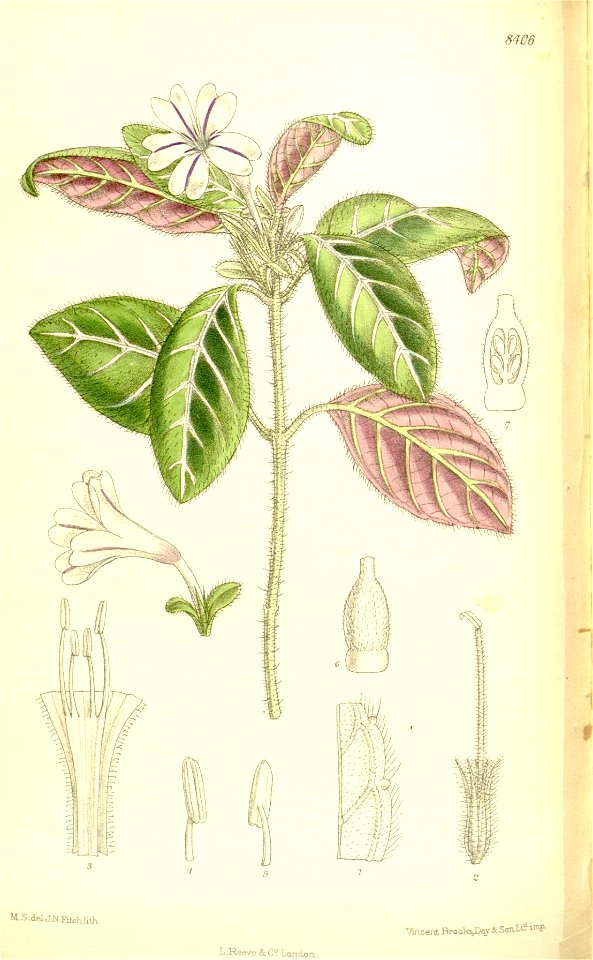 Ruellia devosiana 137-8406