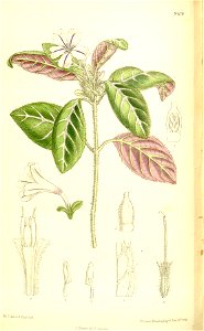 Ruellia devosiana 137-8406