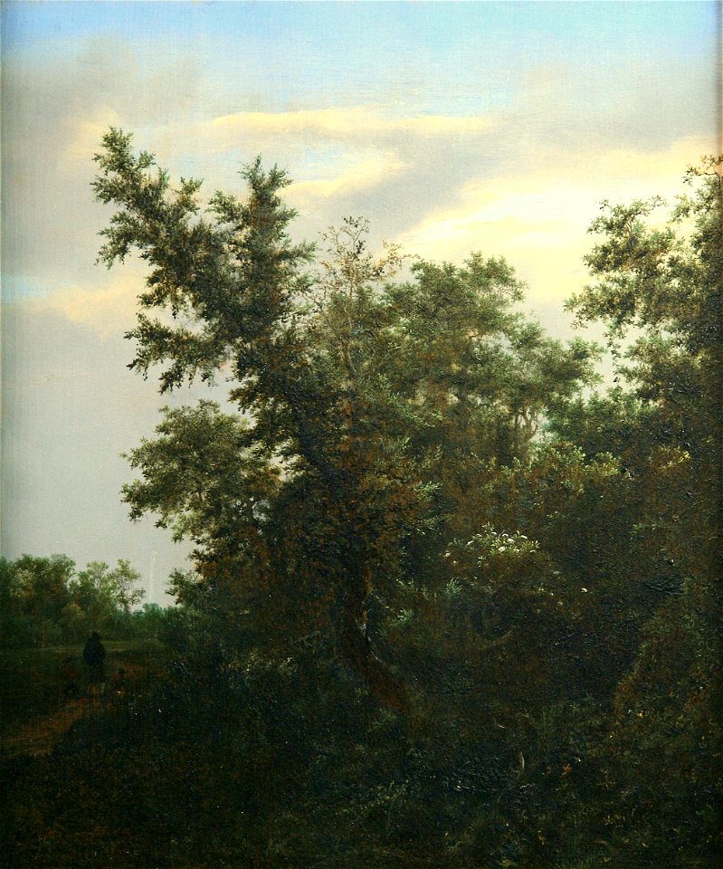 J.I. van Ruisdael - Bosgezicht - NK2447 - Museum Boijmans Van Beuningen
