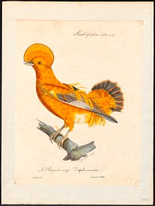 Rupicola crocea - 1825-1834 - Print - Iconographia Zoologica - Special Collections University of Amsterdam - UBA01 IZ16600255