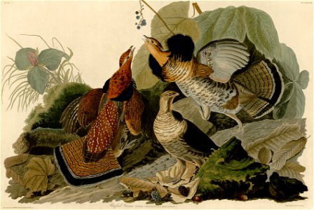 Ruffed Grouse (Audubon)