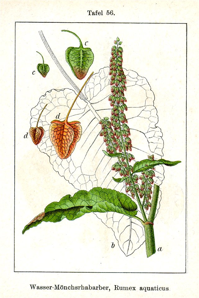 Rumex aquaticus Sturm56