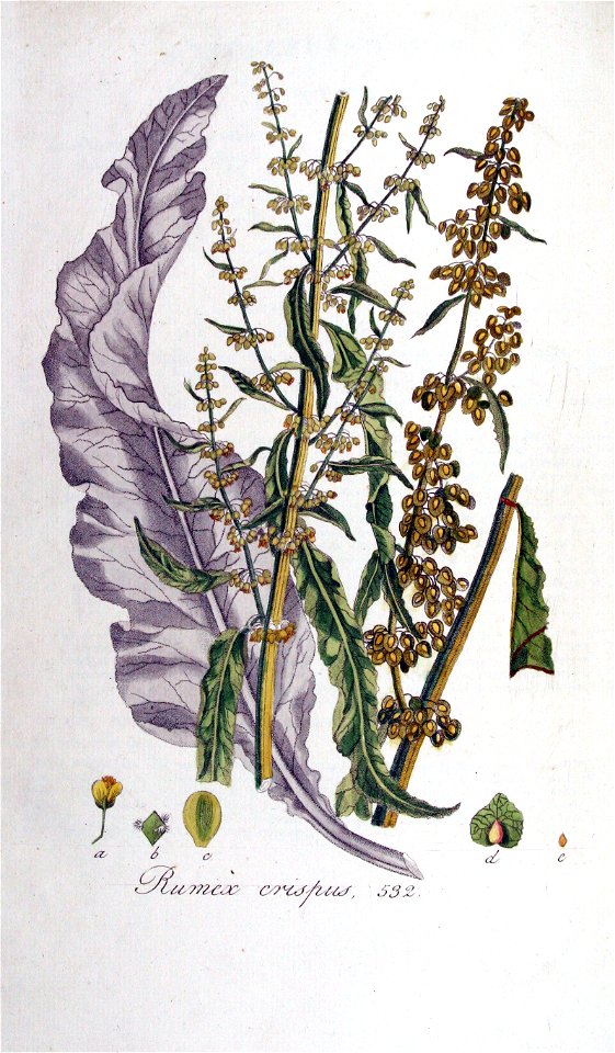 Rumex crispus — Flora Batava — Volume v7