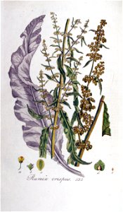 Rumex crispus — Flora Batava — Volume v7. Free illustration for personal and commercial use.