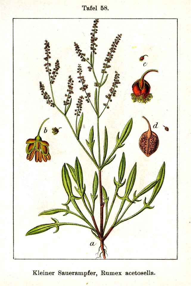 Rumex acetosella Sturm58