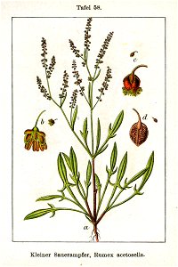 Rumex acetosella Sturm58