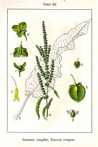 Rumex crispus Sturm52