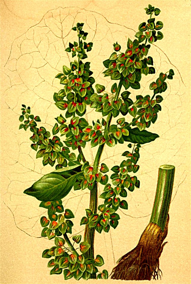 Rumex alpinus Atlas Alpenflora. Free illustration for personal and commercial use.