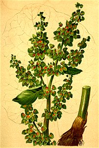 Rumex alpinus Atlas Alpenflora