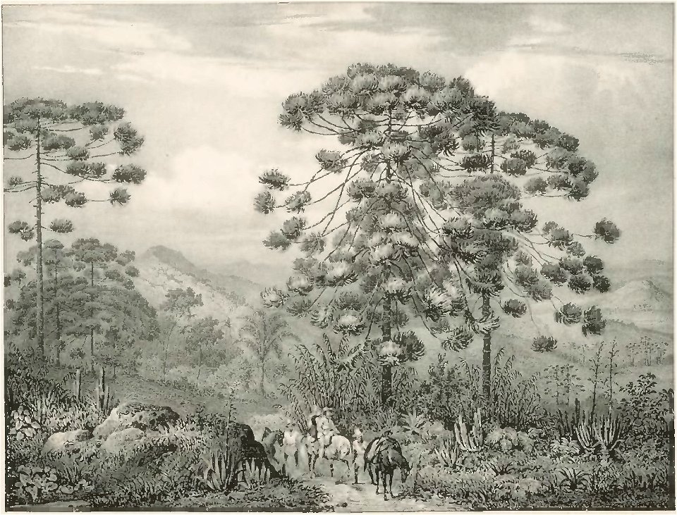 Rugendas - Voyage pittoresque dans le Brésil, fascicule 1, trad Golbéry, 1827 (page 23 crop)