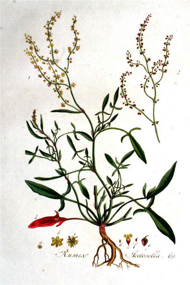 Rumex acetosella — Flora Batava — Volume v1
