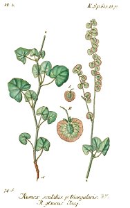 Rumex scutatus - Deutschlands flora in abbildungen nach der natur - vol. 17 - t. 37. Free illustration for personal and commercial use.