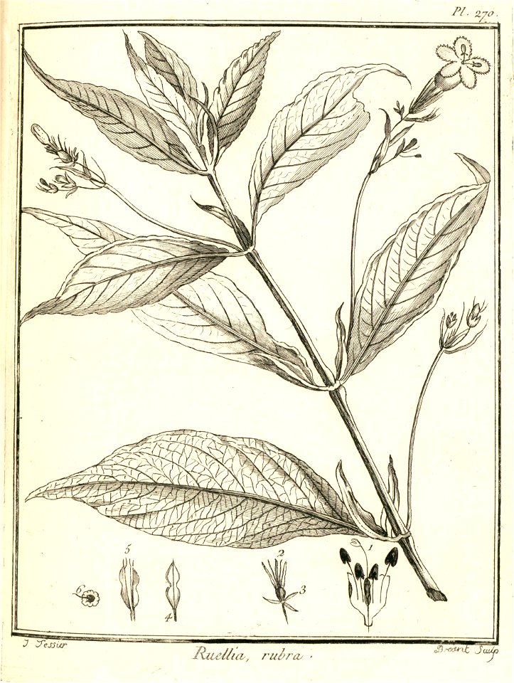 Ruellia rubra Aublet 1775 pl 270