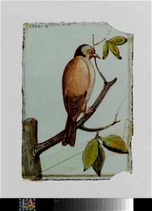 Ruit met een vogel met een tak in zijn snavel