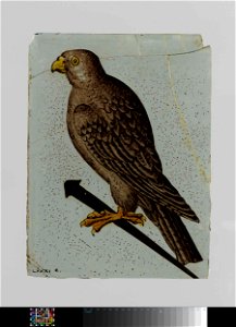 Ruit met een vogel op stok