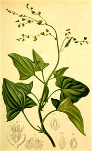 Rumex scutatus Atlas Alpenflora