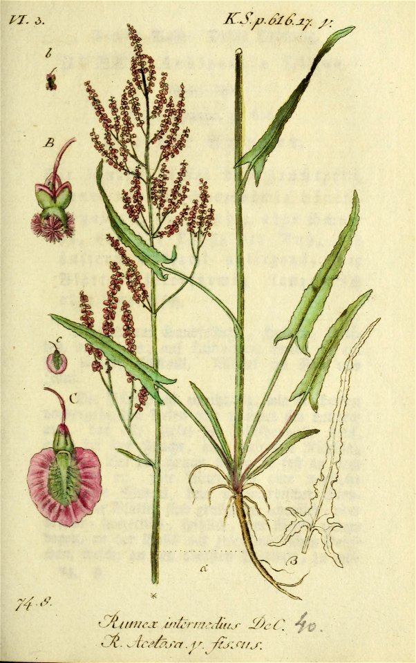 Rumex intermedius - Deutschlands flora in abbildungen nach der natur - vol. 17 - t. 40