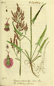Rumex intermedius - Deutschlands flora in abbildungen nach der natur - vol. 17 - t. 40