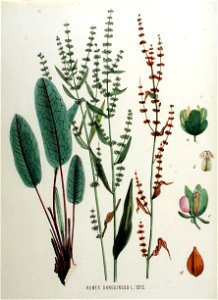 Rumex sanguineus — Flora Batava — Volume v16. Free illustration for personal and commercial use.