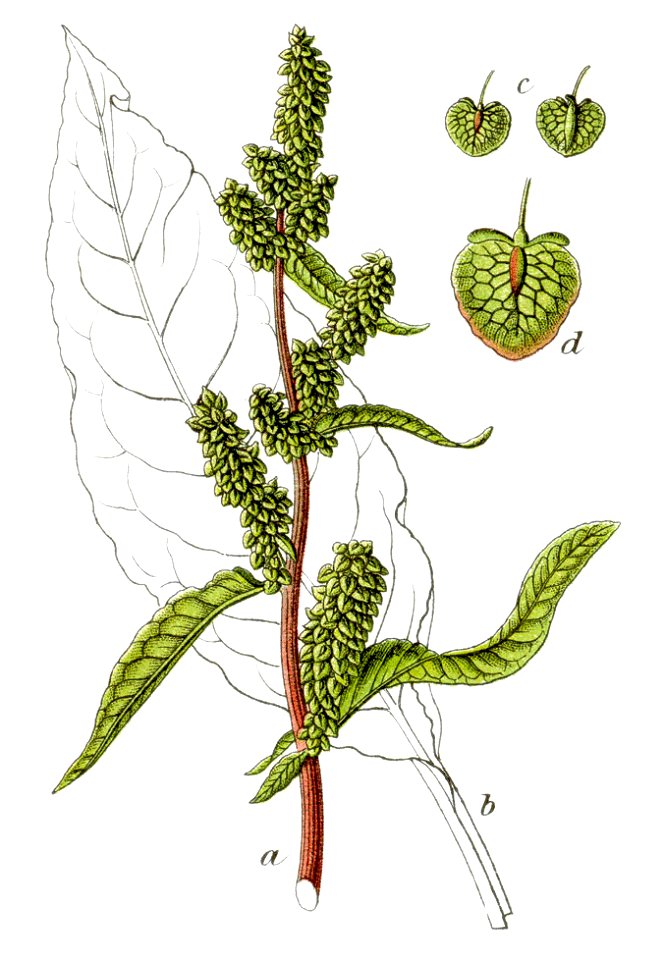 Rumex X patientia Sturm55