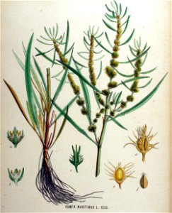 Rumex maritimus — Flora Batava — Volume v16