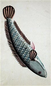 Rui fish (6124605837)