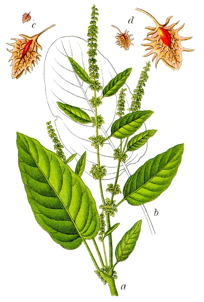 Rumex obtusifolius Sturm48