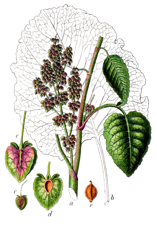 Rumex alpinus Sturm57