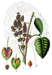 Rumex alpinus Sturm57