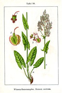 Rumex acetosa Sturm59
